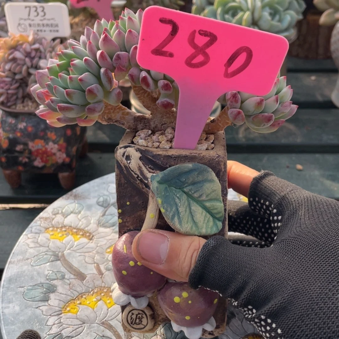 【闪购商品】四****开蓝苹果280