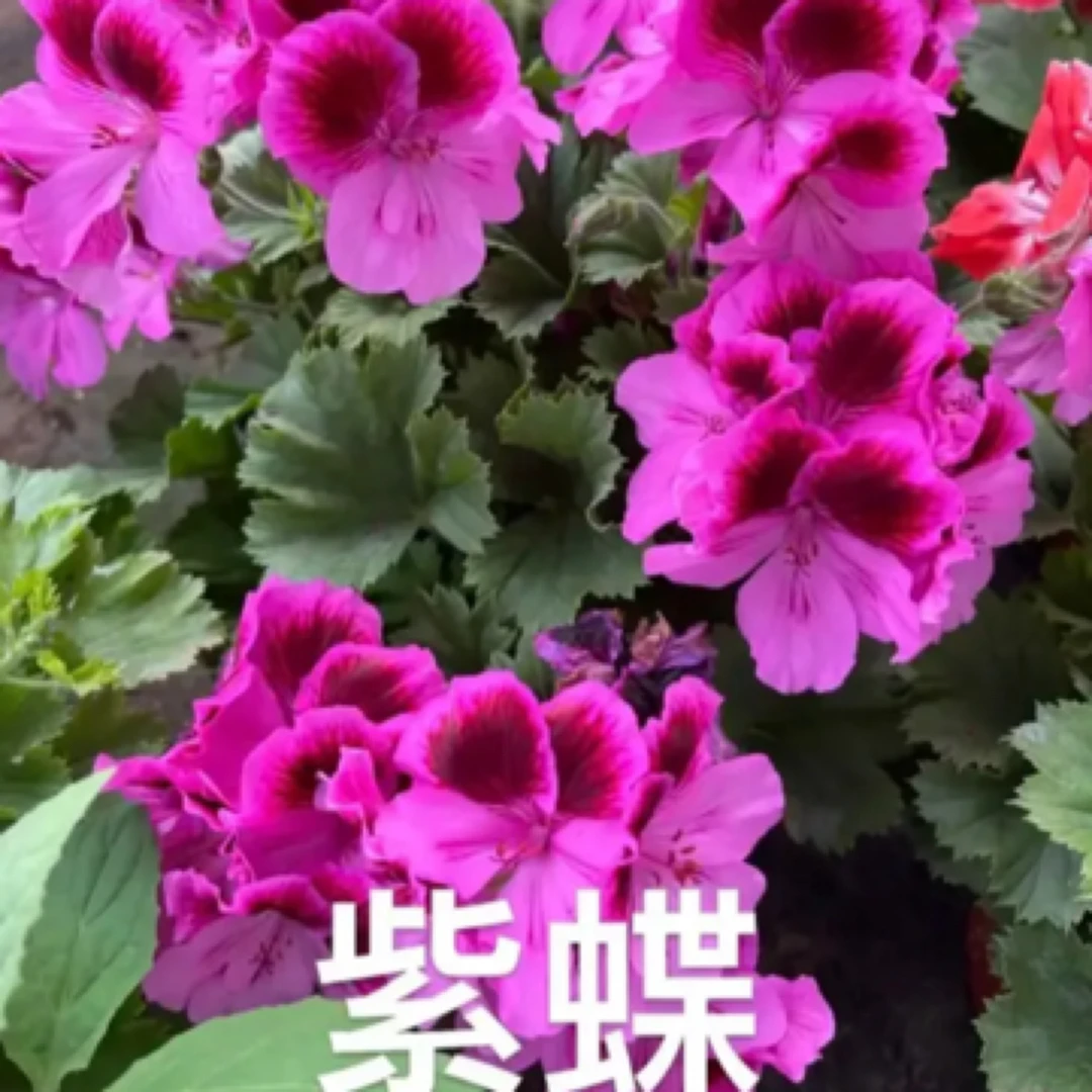 〈紫蝶〉大花天蝴蝶梅天竺葵