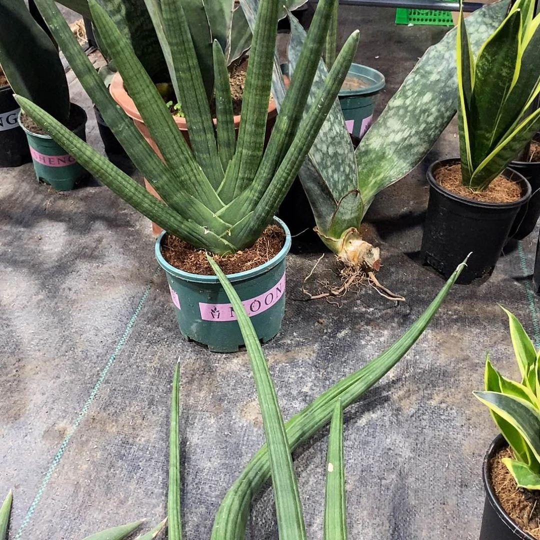 屁****无花朵牛魔王虎皮兰