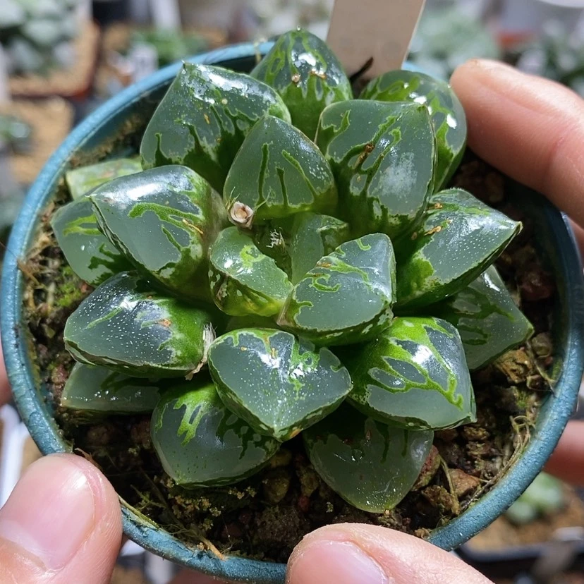 【闪购商品】150绿焰