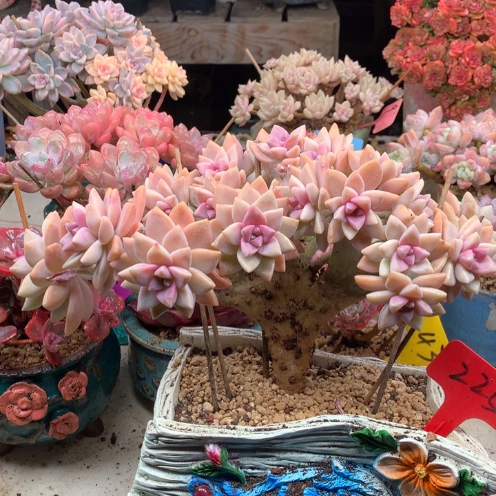 多肉植物一物一拍225