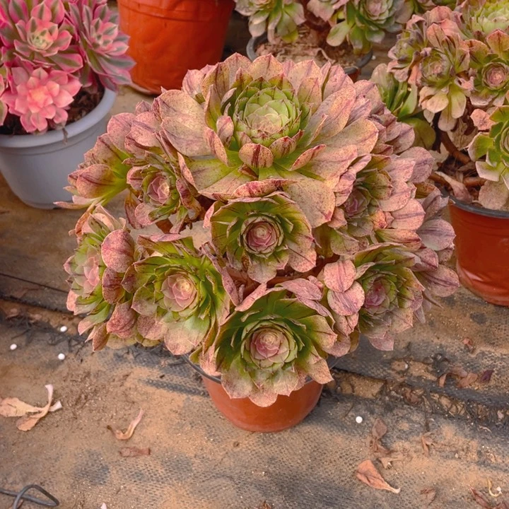 157万拉丝法师多肉断枝不售后