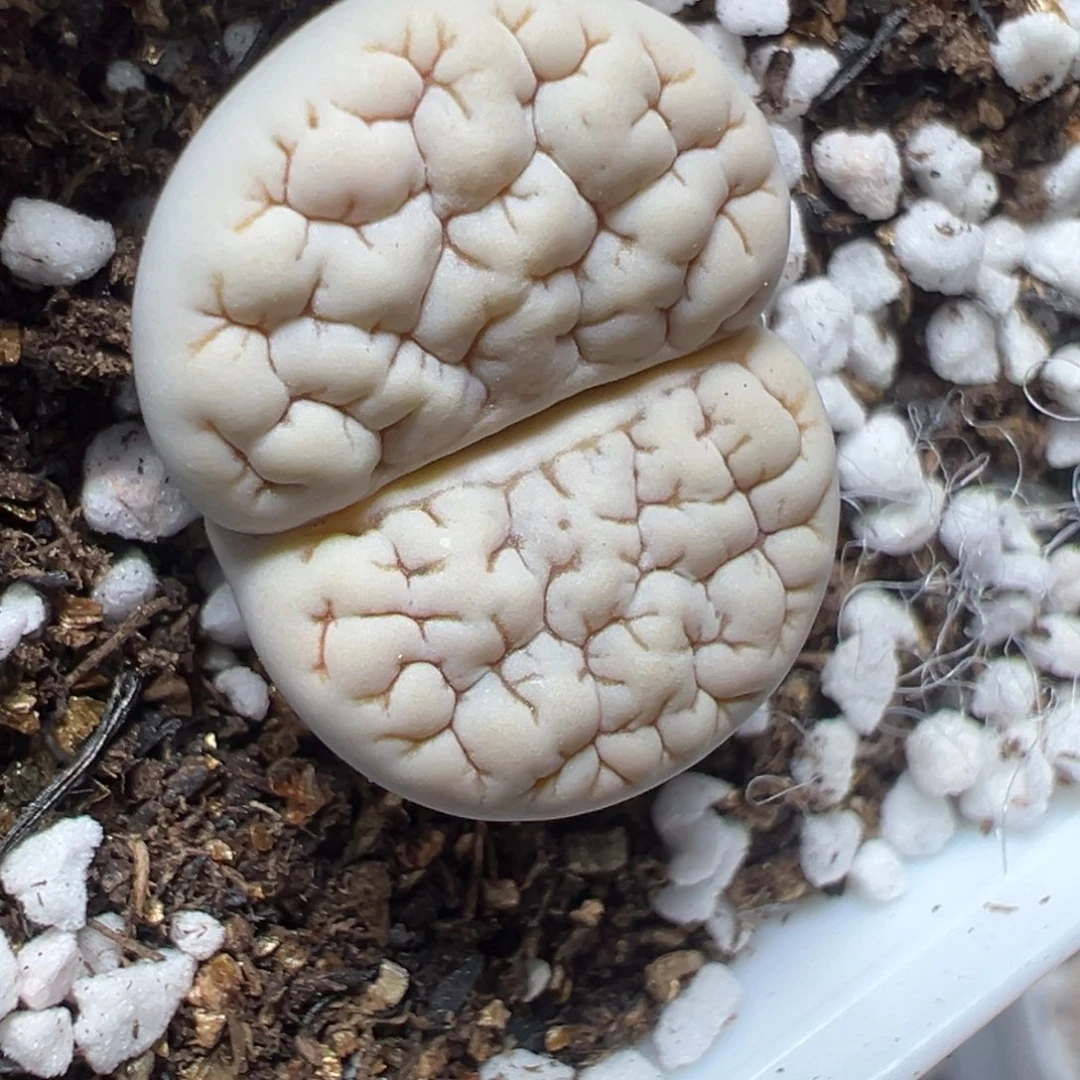 【闪购商品】568……