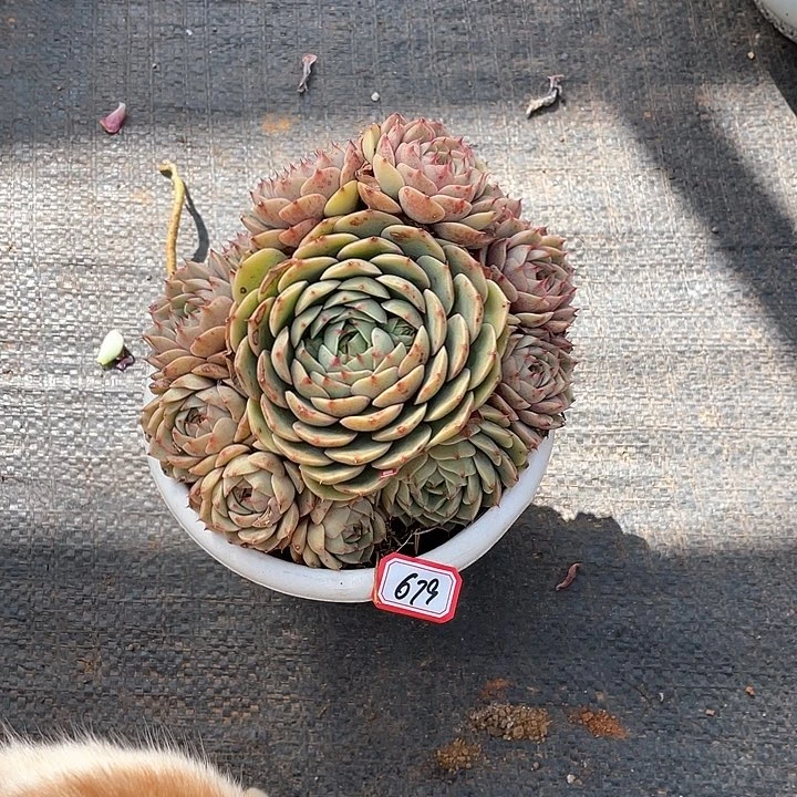 679苯巴蒂斯 一物一拍多肉