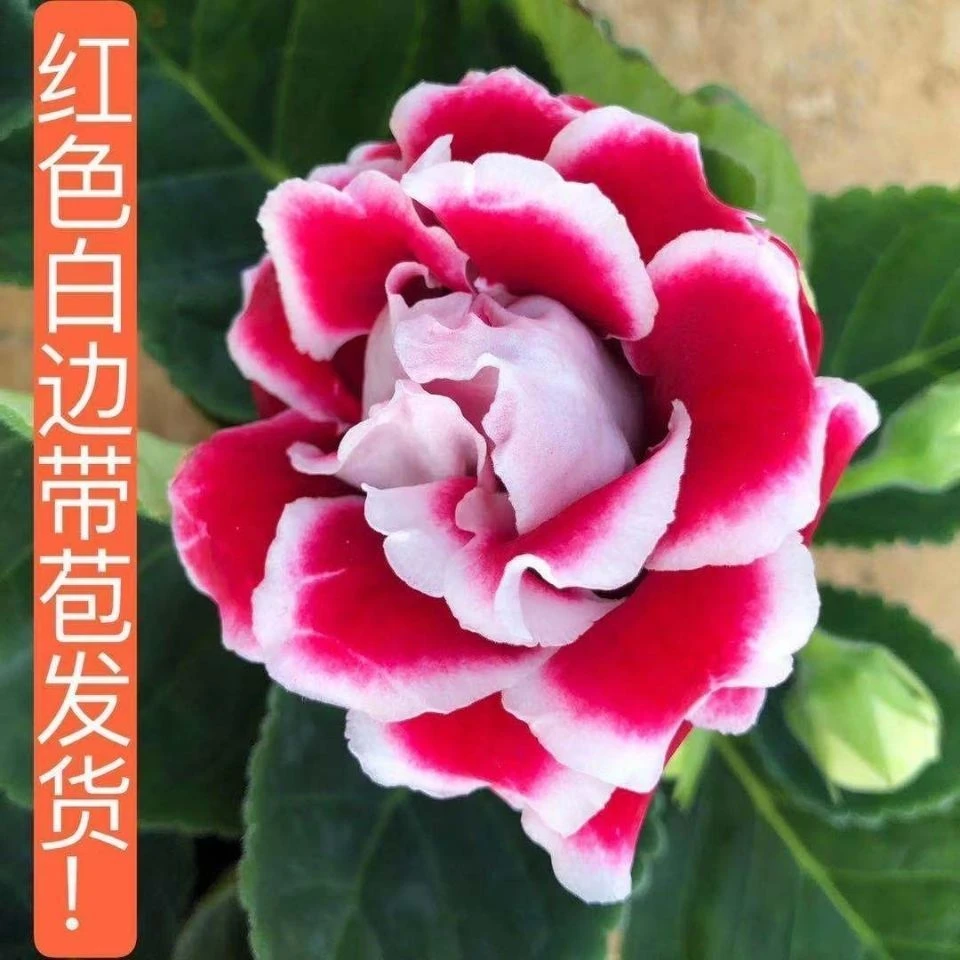 红色白边重瓣大花带花苞大岩桐室内阳台客厅盆栽植物