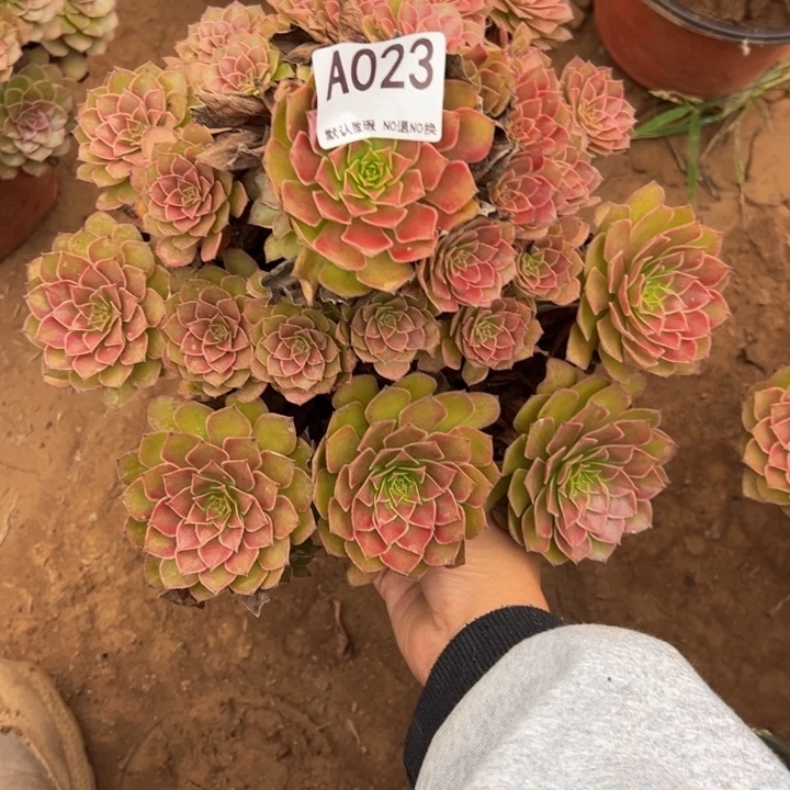红魔多肉植物023.
