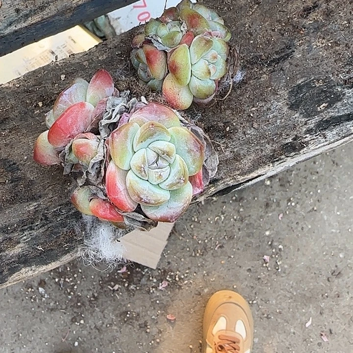 花***开青蛙王子儿童牙膏套装11