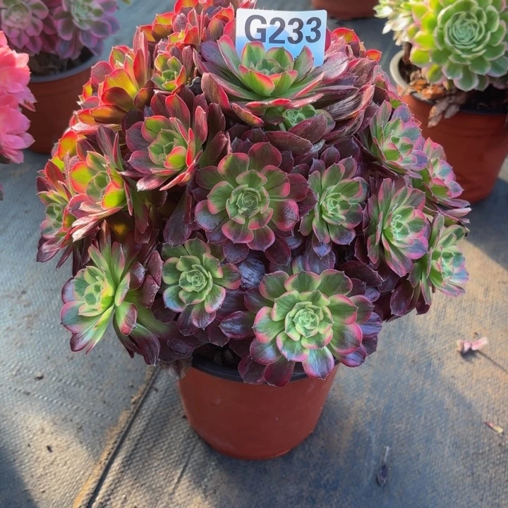 瑞妈，，，，。，233安娜，