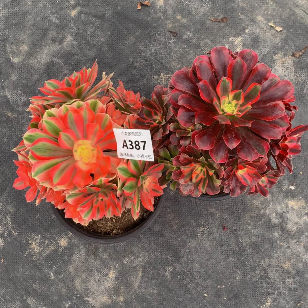 女巫。美杜莎3870000