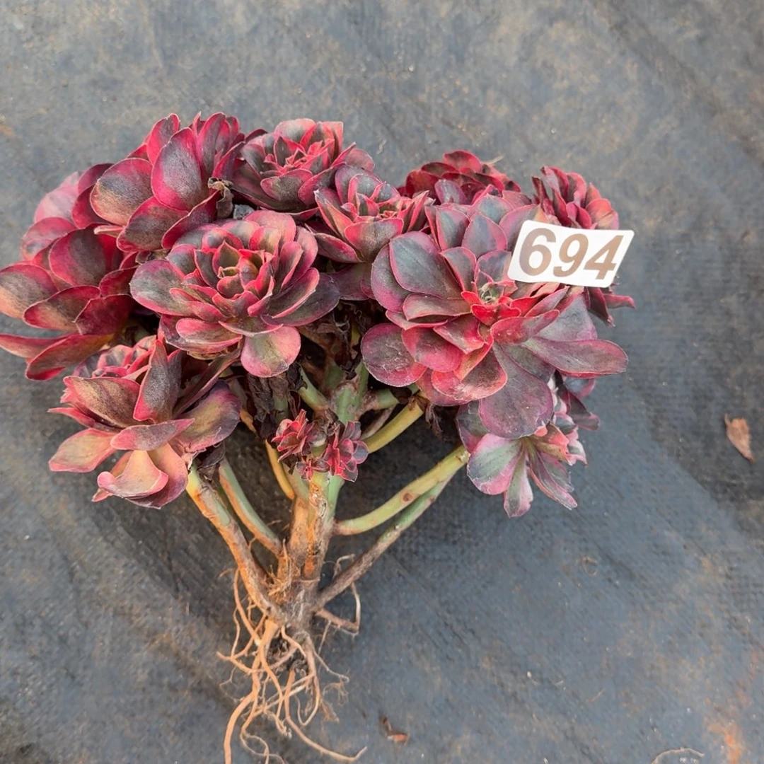 694多肉植物魅金玫瑰锦有砍有干枝特价