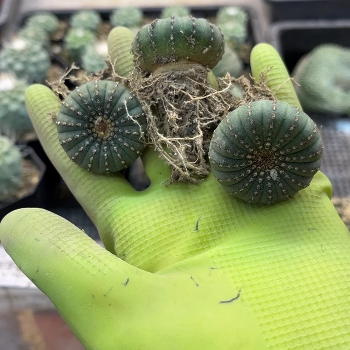 大型士童实生萝卜腿3厘米1棵