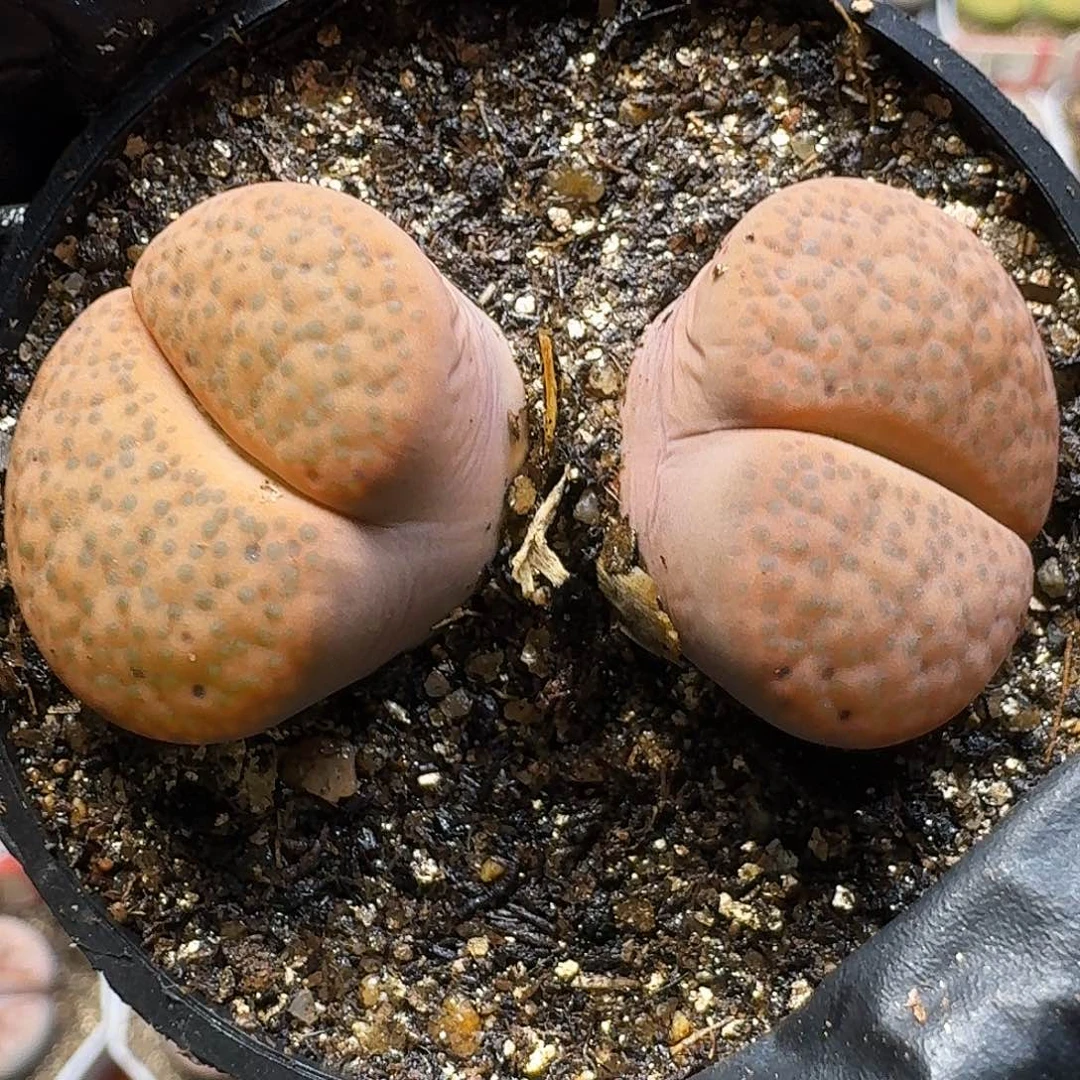 生石花11111。    129