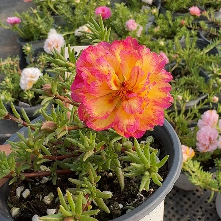 量拍粉墨纸醉金迷超小苗花色会变盆口11cm