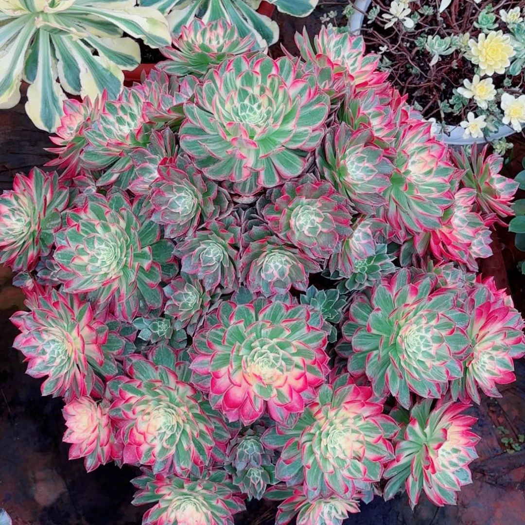 刘***芹云南多肉植物万花筒