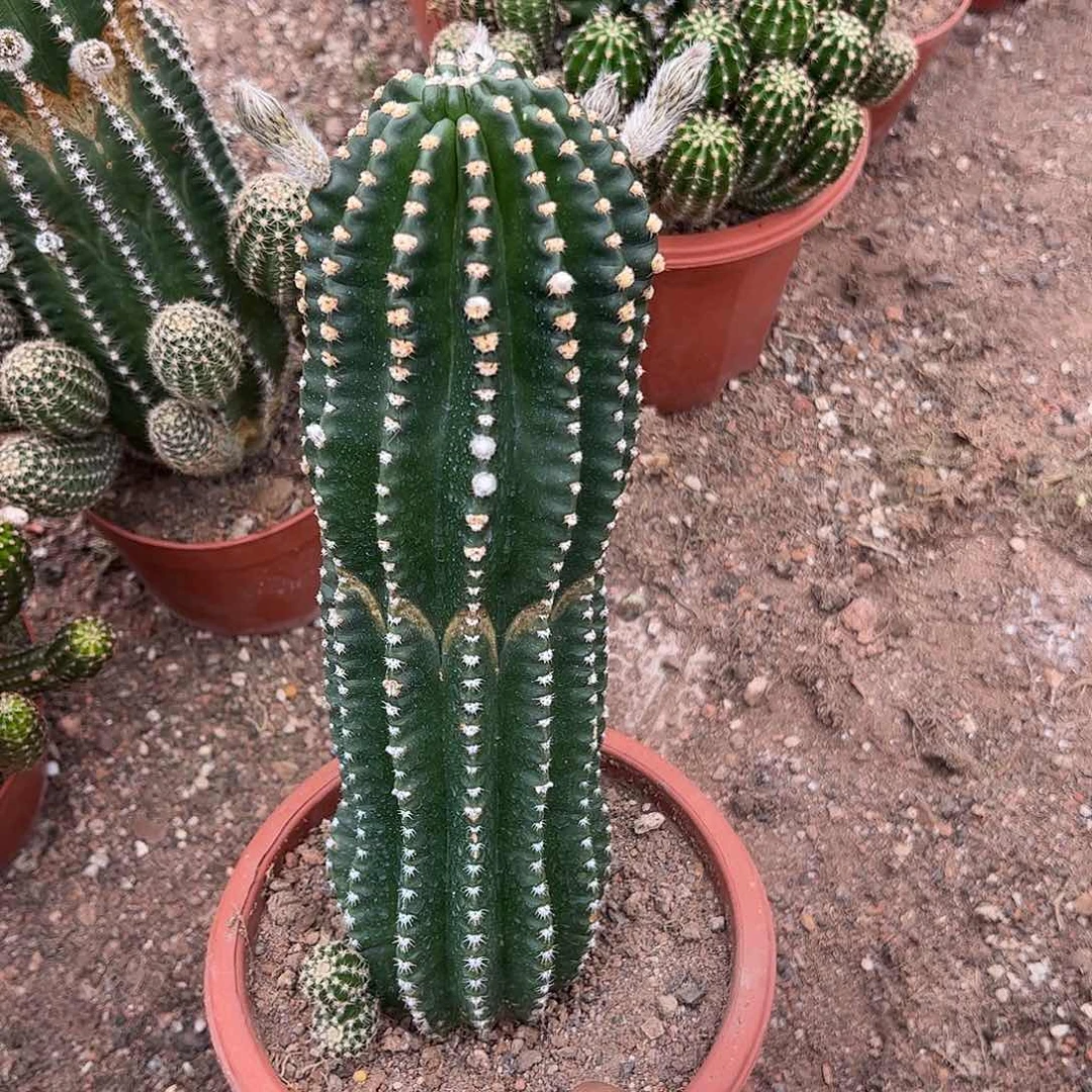 无花朵浅**实生黑金刚257899