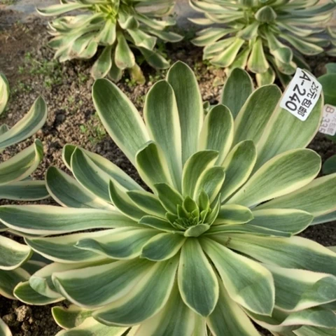 240青莲满25包邮多肉