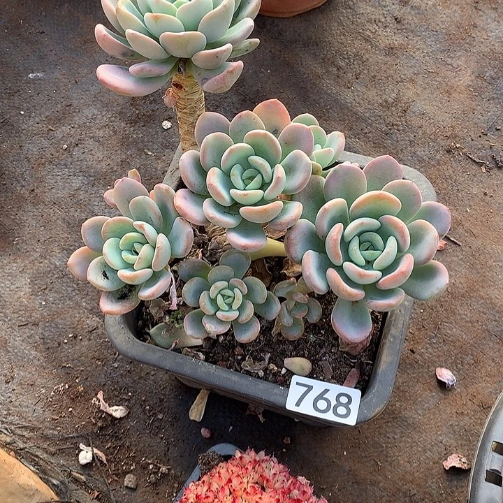 768香橙 一物一拍多肉