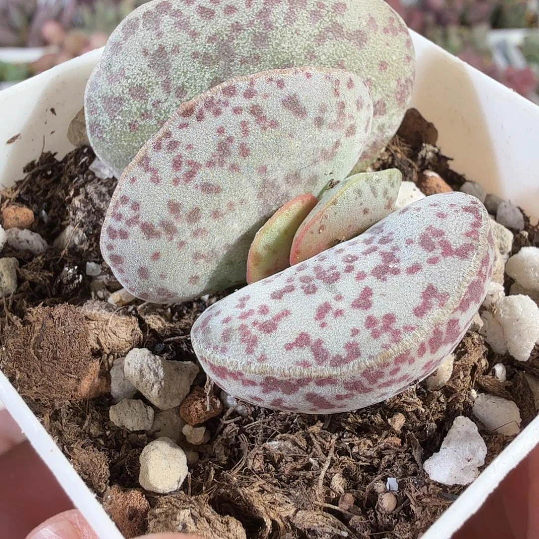 花蛋