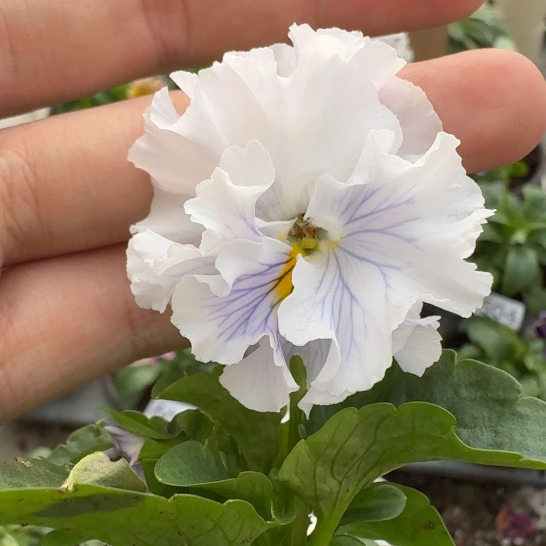 大部分花苞少量开放661