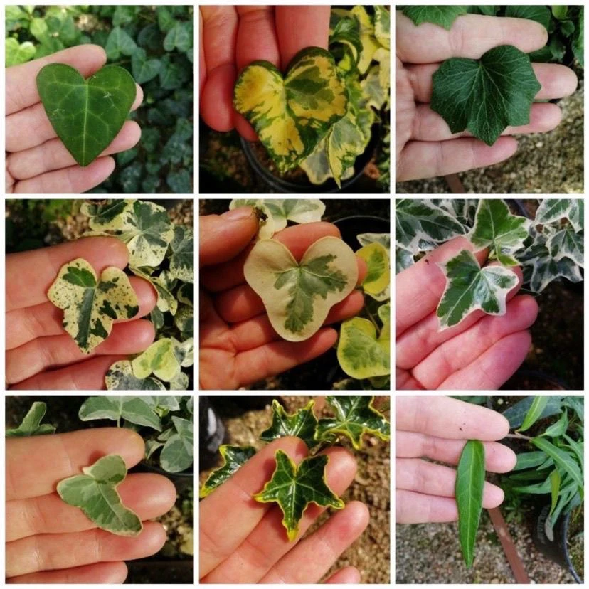 品种常春藤雪莹月光灯稀有网红四季常青好养易室内绿植