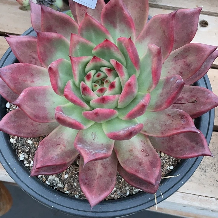 若如东云单拍D078