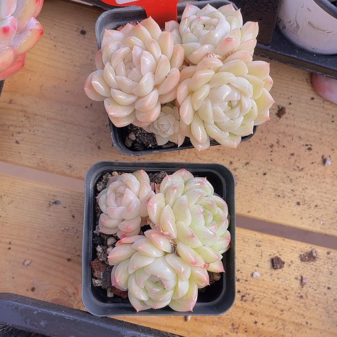 778号 白桃汽水群生一个