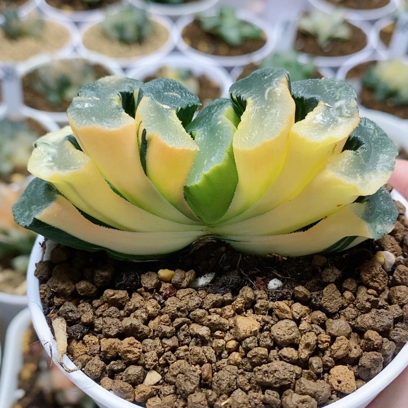 【闪购商品】69广重玉扇锦