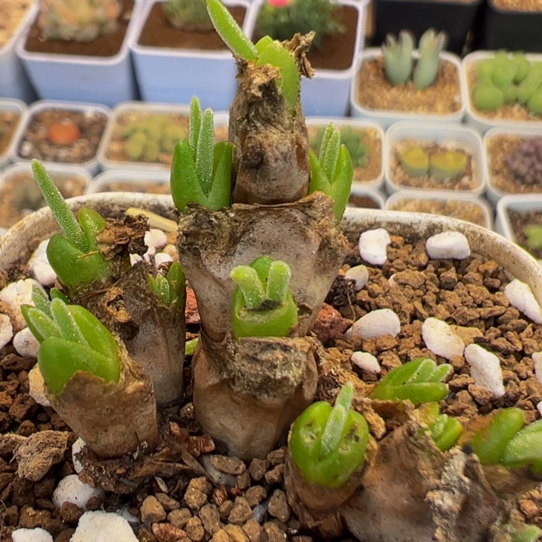 54多肉植物百科植物