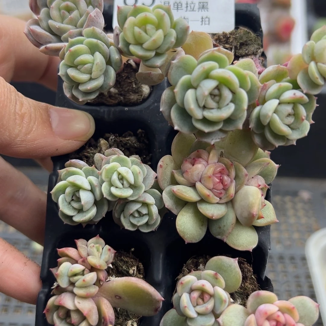 糖心多肉一物一拍65