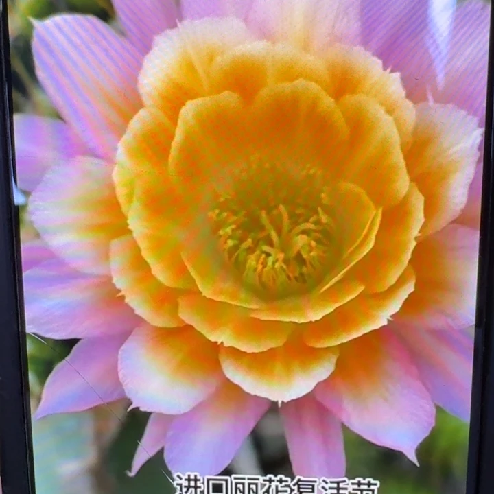 4丽花复活节歪3公分左右无根侧牙小，20包邮