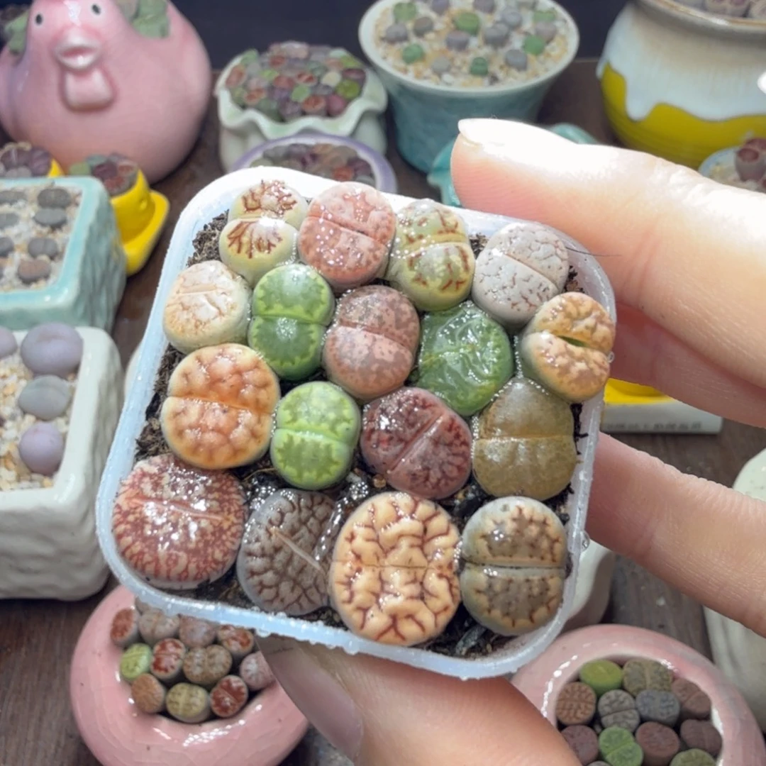 ****你多肉葡萄的味道真的785