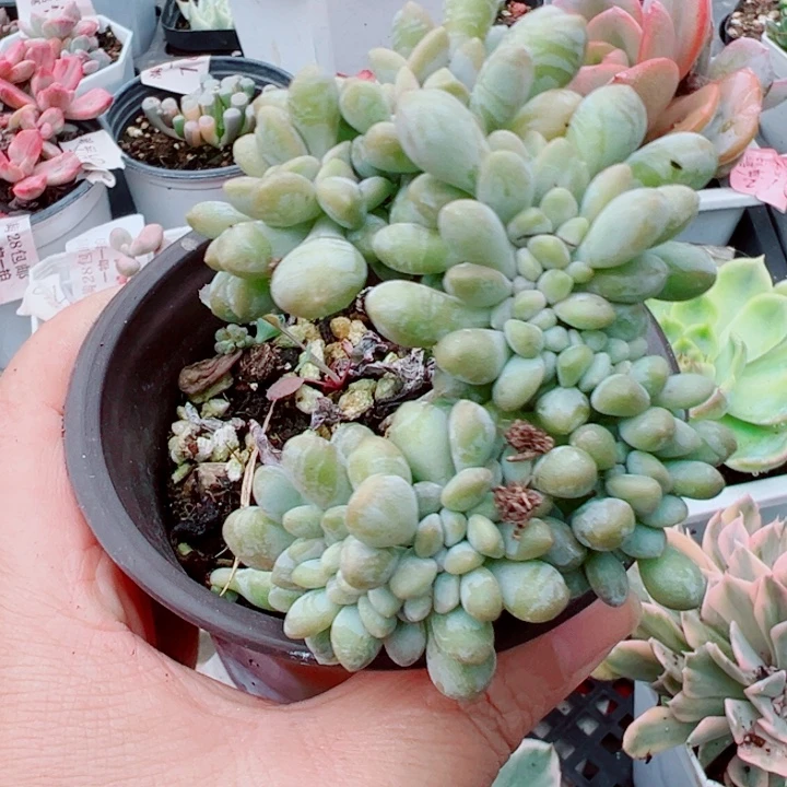 醉美人缀多肉植物273