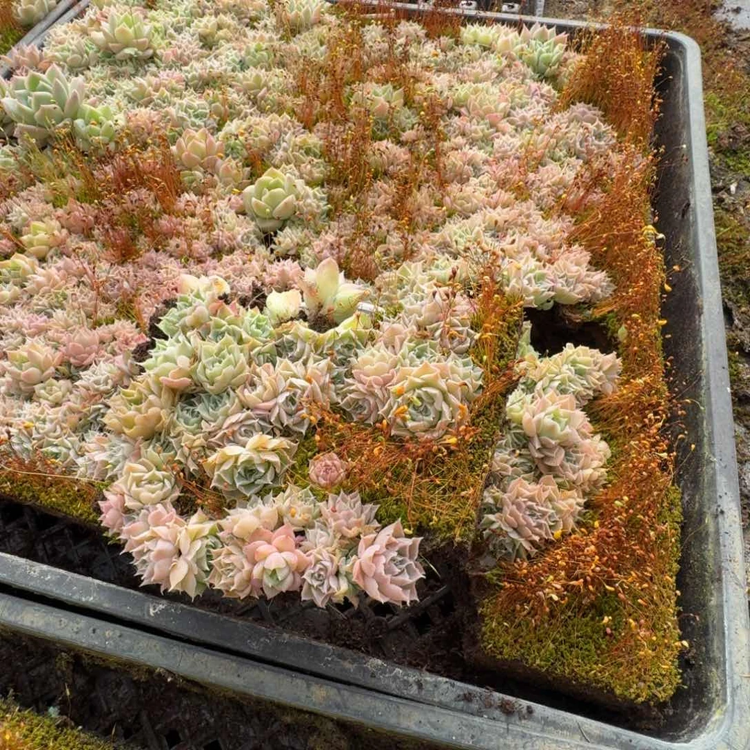 万宝路切糕量拍20-35