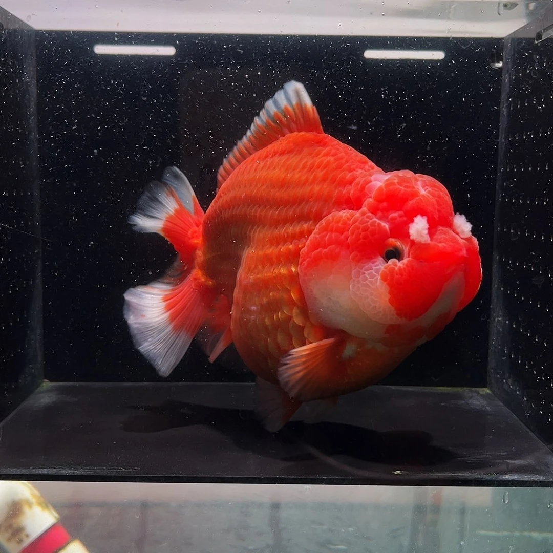 翊***梓海水鱼鱼1111111111111111