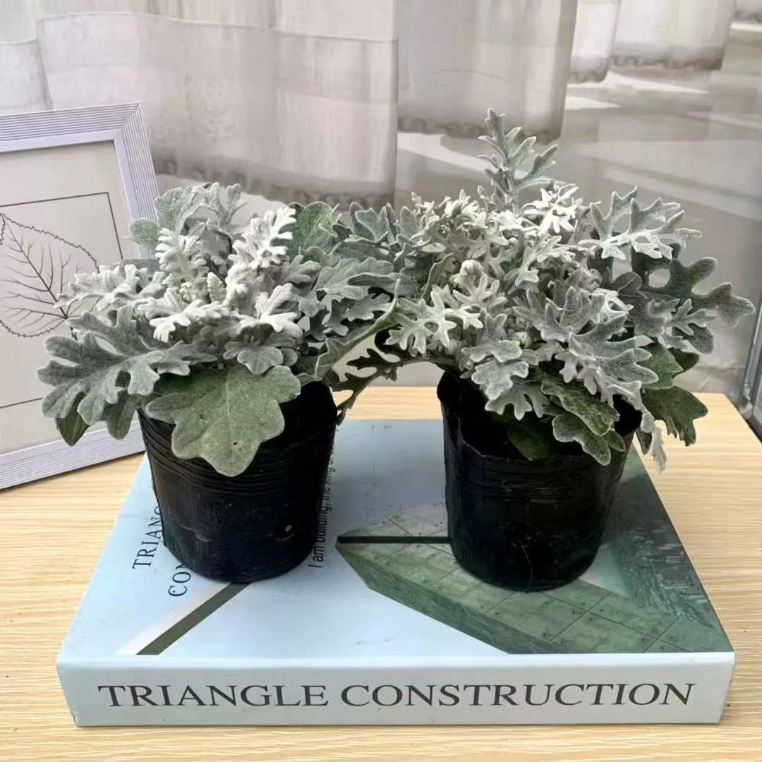 银叶菊花苗盆栽阳台花卉庭院地栽植物多年生耐寒菊花苗四季常绿