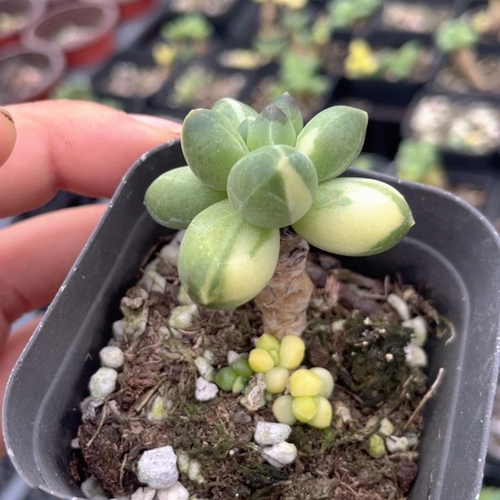 一我一拍满18包邮