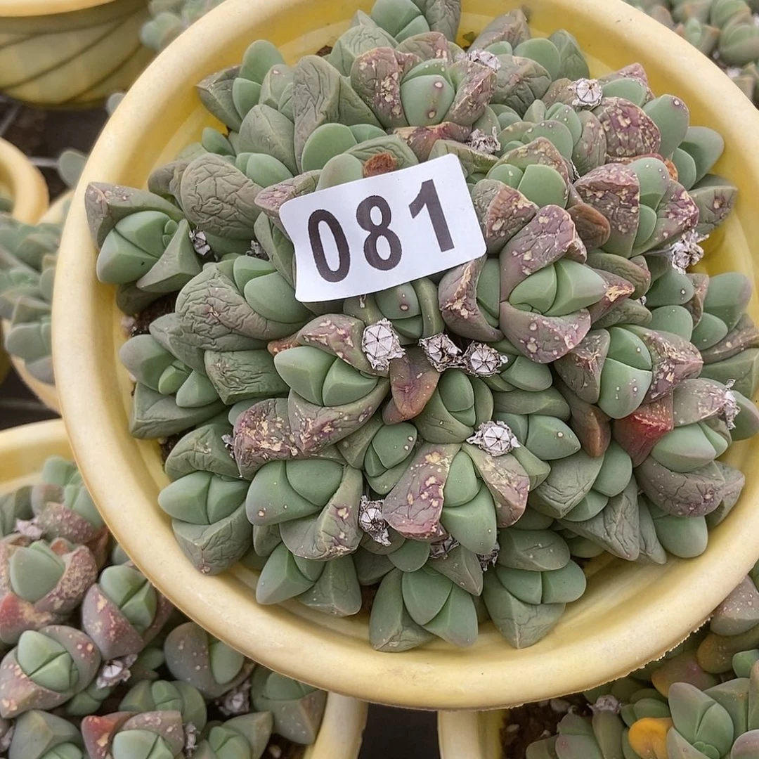 生石花一物一拍081