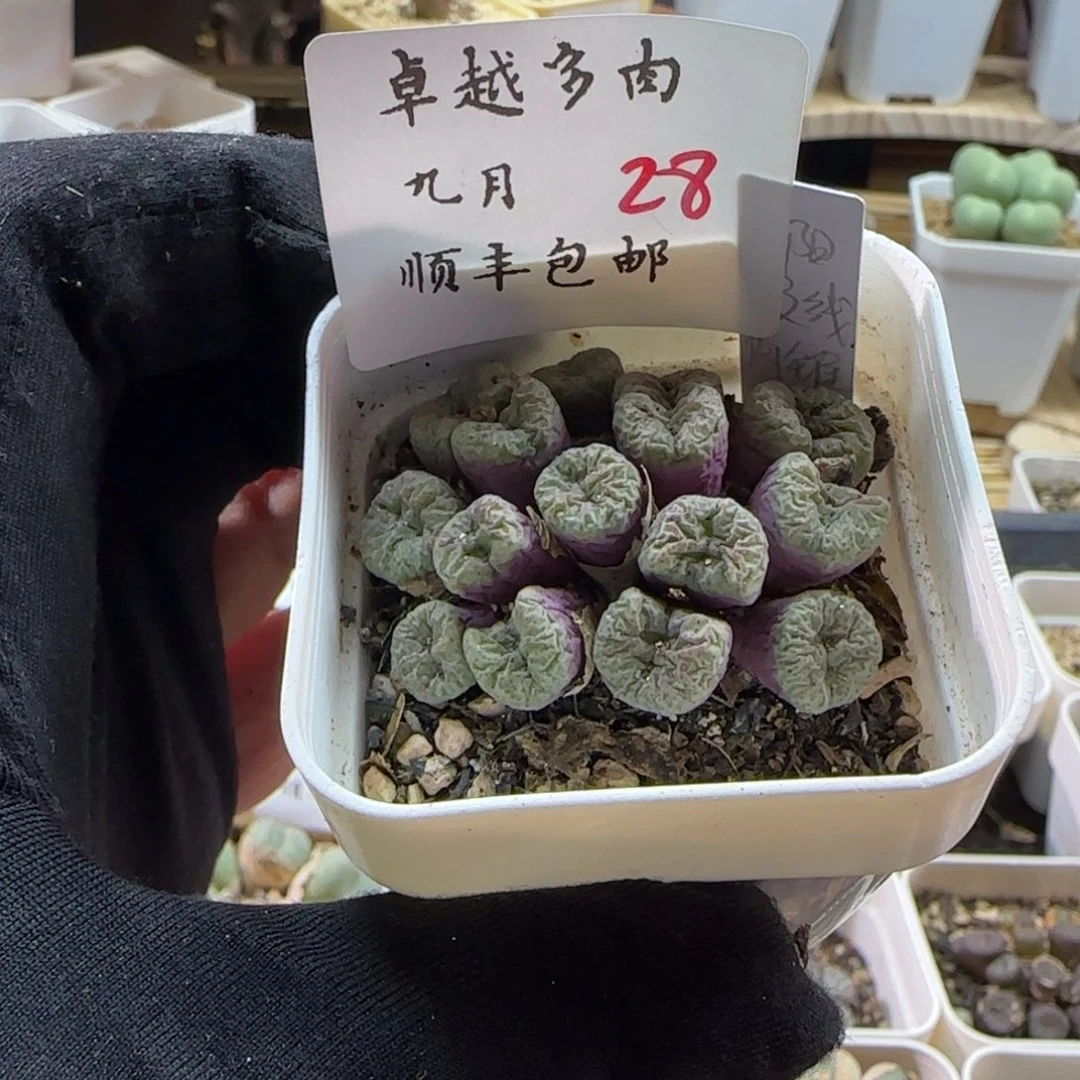 顺丰包邮一物一拍-28