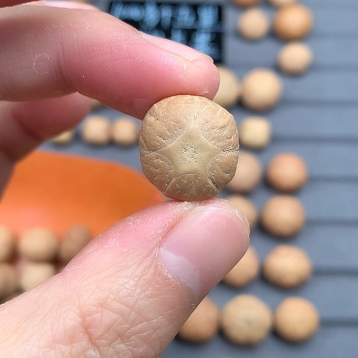 吊坠凤眼菩提18+五星，非质量问题开孔不退