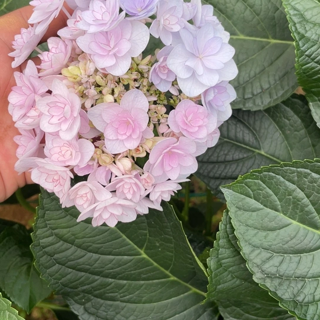 绣球切花一物一拍3枝起包邮，186