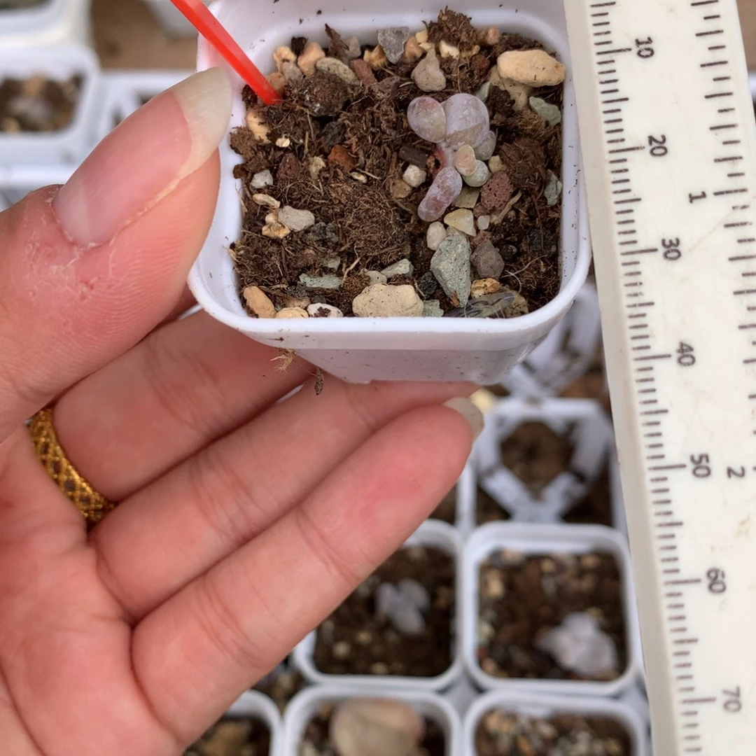 黄油油煎 不凑满28发一片叶片到付