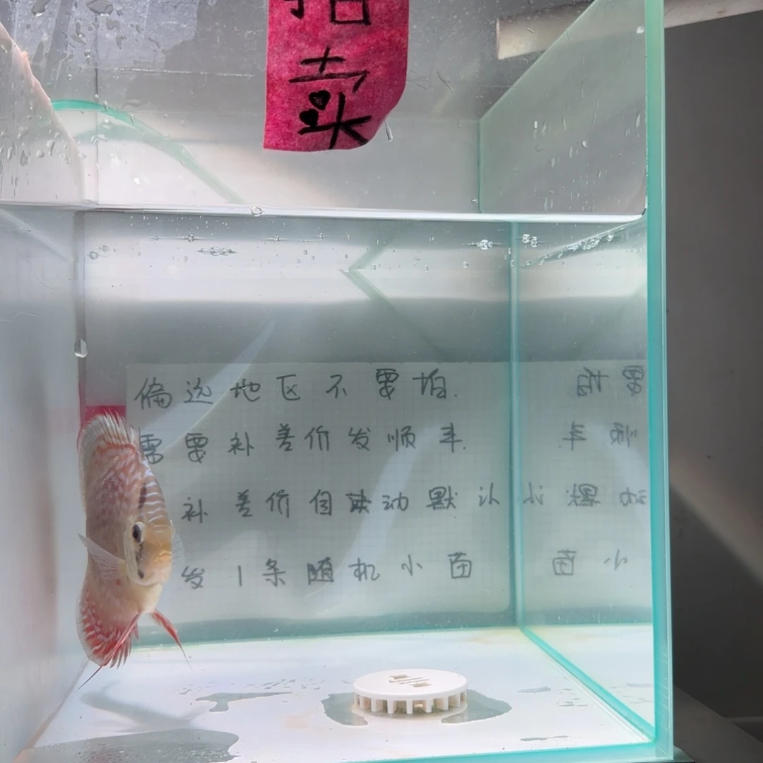 七彩神仙鱼肉身7-8偏远地区不拍