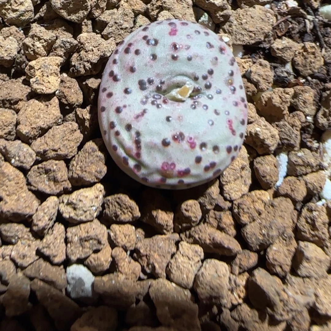 肉锥多肉植物组合-火龙果安贞1375