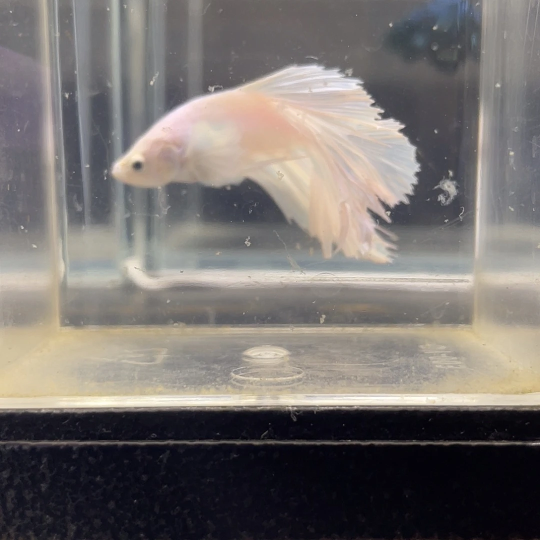 斗鱼可博泰斗092709