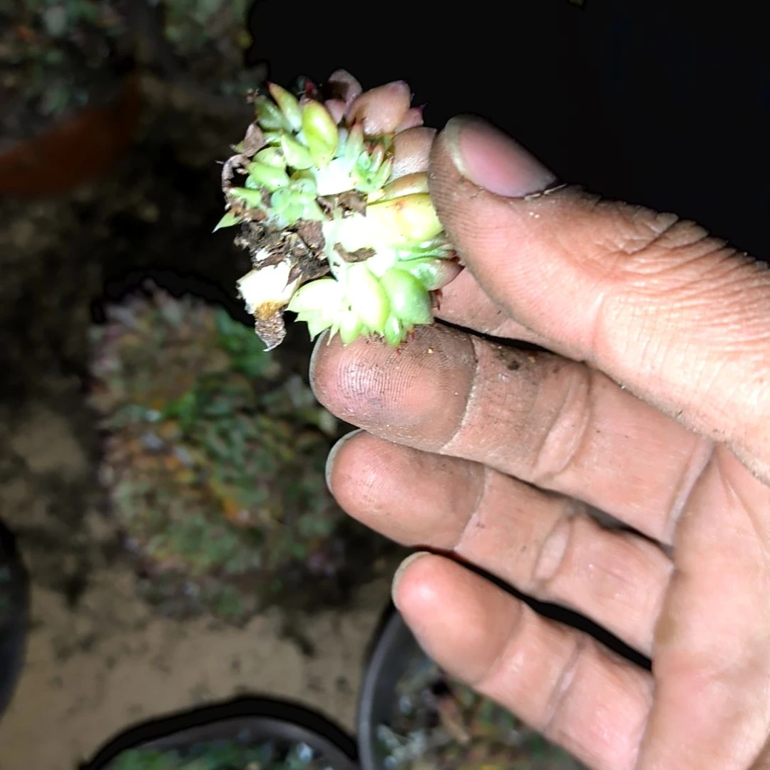 满6元包邮，口红缀砍头无根