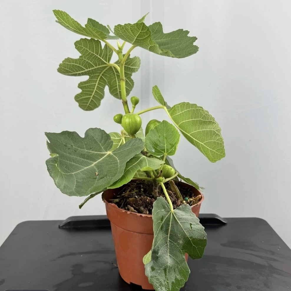 大青皮布兰瑞克波姬红带果发货无花果苗盆栽地栽耐寒绿植