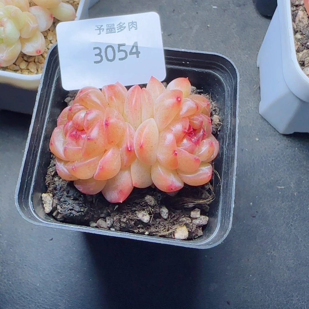 拿铁奶沫，3054多肉植物