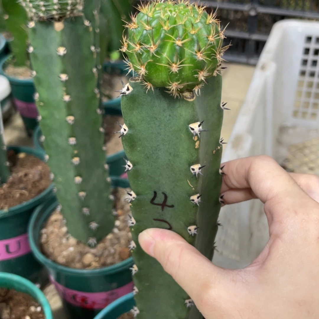 新品丽花L42号袖铺母本