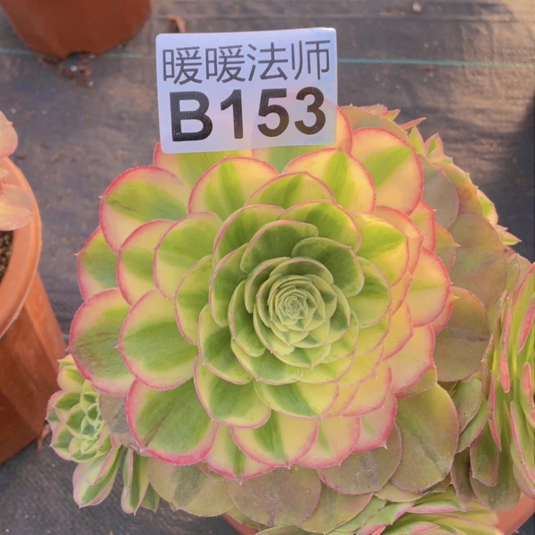 紫砂茶杯晴**晴153分钻头哥哥哈哈