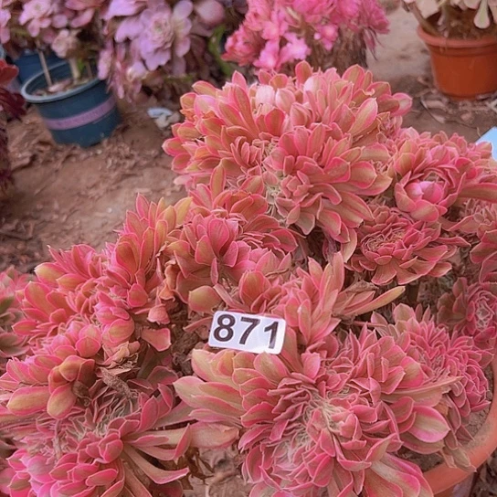 情***浅多肉植物一个法师